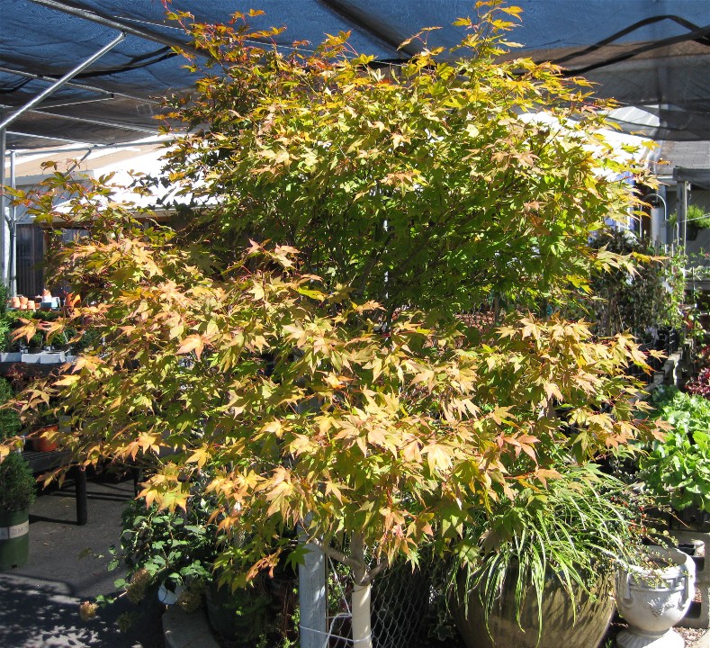 Nursery Trees