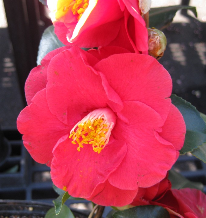 Nursery Flowering plants