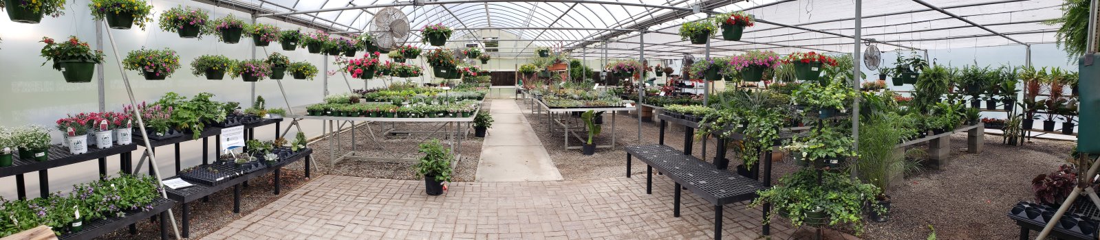 Green House Plants for Sale Green House Plants for Sale