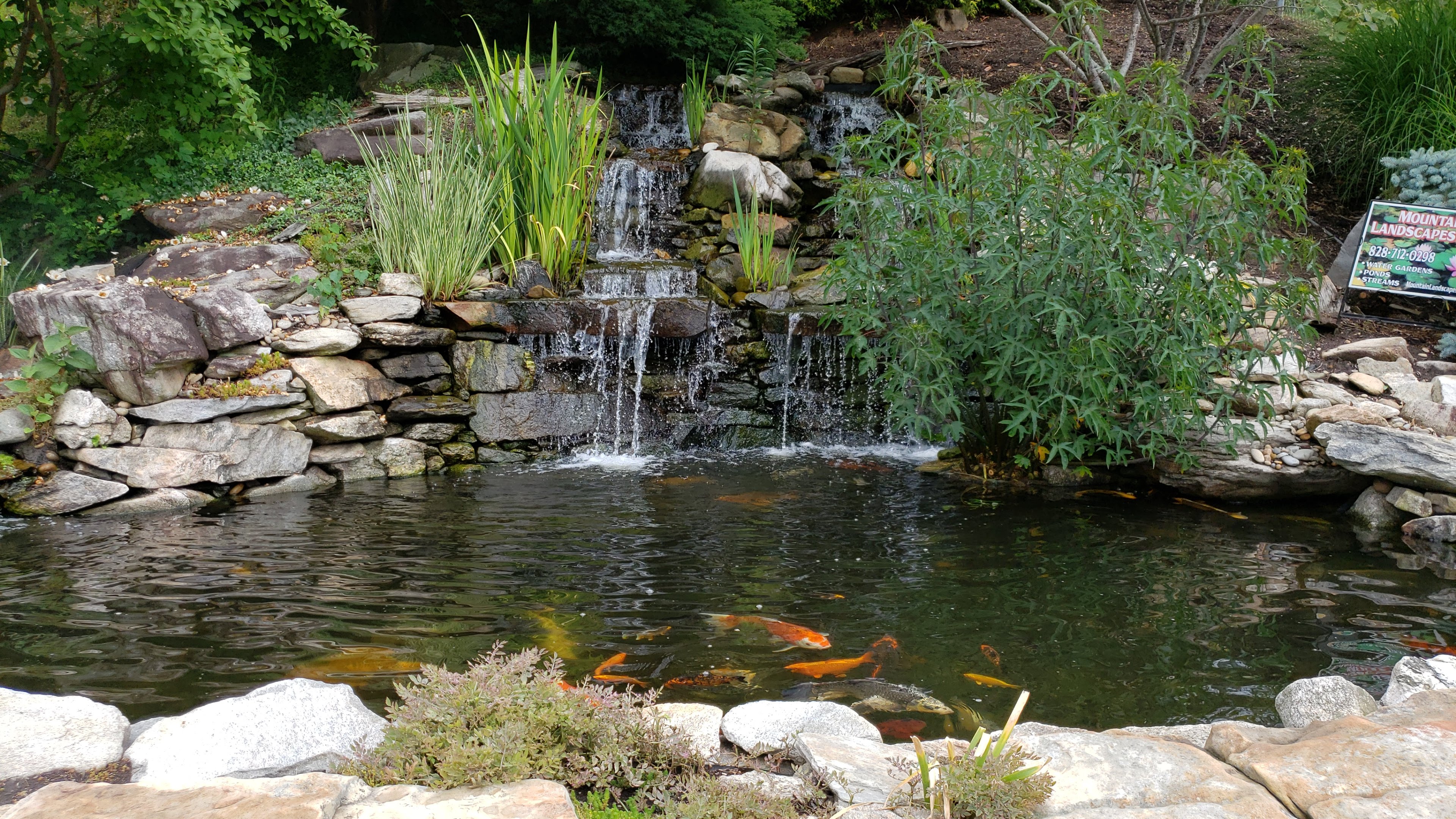 Water Features | Ponds and Supplies | Koi, Goldfish